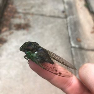 Meet your Posher, Luca